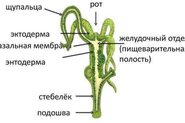 Гидра и кракен