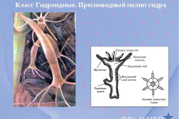 Через какой браузер можно зайти на кракен